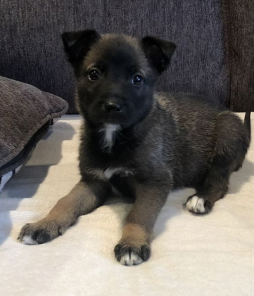 Rivers - Talkshow Host Litter