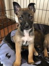 Rivers - Talkshow Host Litter