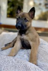 Rivers - Talkshow Host Litter