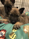 Rivers - Talkshow Host Litter