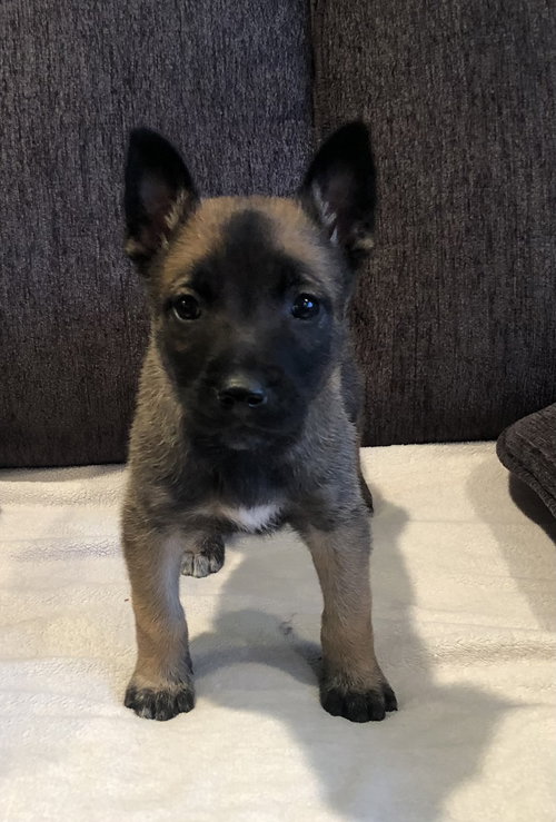 Seacrest - Talk Show Host Litter