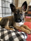 Seacrest - Talk Show Host Litter