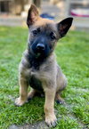 Seacrest - Talk Show Host Litter