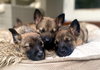 Seacrest - Talk Show Host Litter