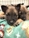 Seacrest - Talk Show Host Litter