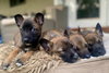 Seacrest - Talk Show Host Litter