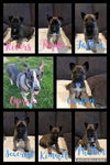 Fallon - Talk Show Host Litter
