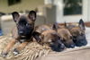 Fallon - Talk Show Host Litter