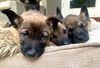 Fallon - Talk Show Host Litter