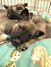 Fallon - Talk Show Host Litter