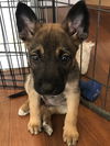 Fallon - Talk Show Host Litter