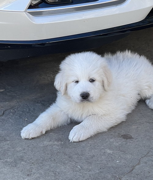 Davis - D Litter