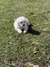 Davis - D Litter