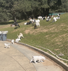 Davis - D Litter