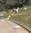 Demi - D Litter