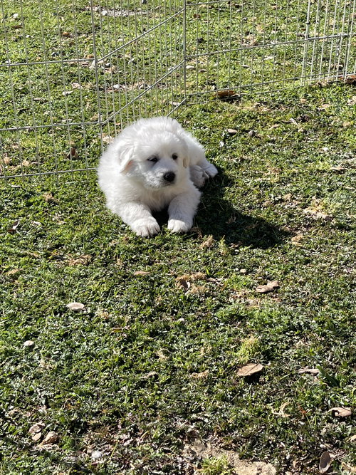 Diana - D Litter