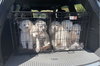 Diana - D Litter