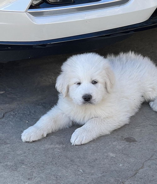 Dean - D Litter