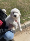 Dean - D Litter