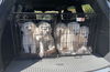 Dean - D Litter
