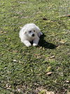 Denver - D Litter