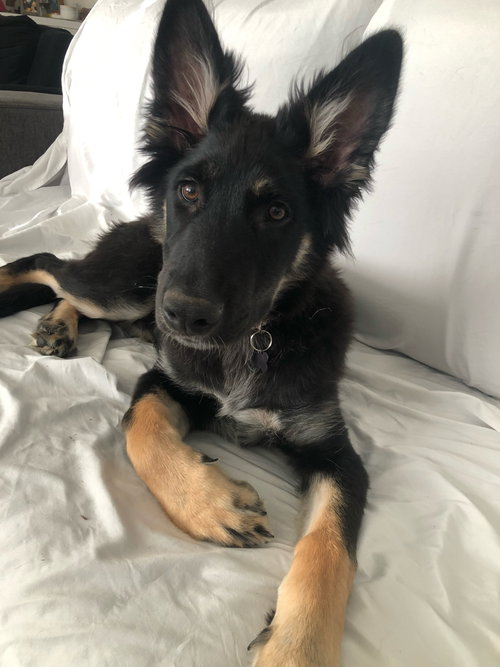 Scout