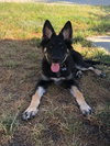 Scout
