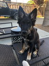 Scout