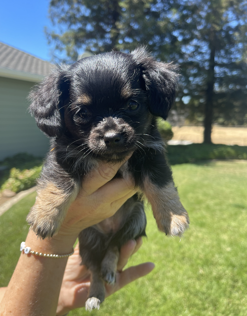 Satori (Santa Clara Wine Litter)