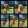 Satori (Santa Clara Wine Litter)