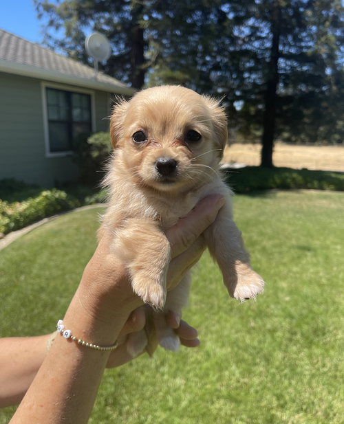 Stephania (Santa Clara Wine Litter)