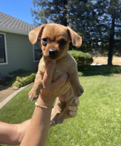 Verde (Santa Clara Wine Litter)