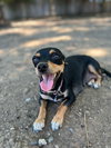 Sarah (Santa Clara Wine Litter- Mom)