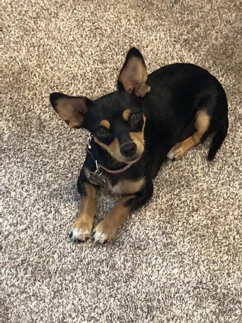 Sarah (Santa Clara Wine Litter- Mom)