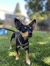 Sarah (Santa Clara Wine Litter- Mom)