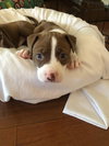 Star (Summer Fruit Litter)