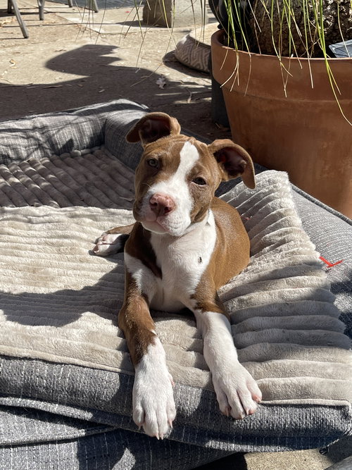 Star (Summer Fruit Litter)