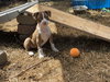 Star (Summer Fruit Litter)