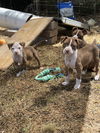 Peach (Summer Fruit Litter)