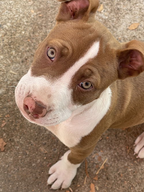 Peach (Summer Fruit Litter)