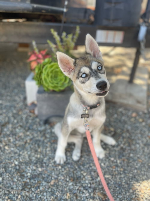 Shelby Husky Puppy