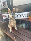 Shelby Husky Puppy
