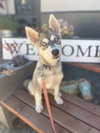 Shelby Husky Puppy