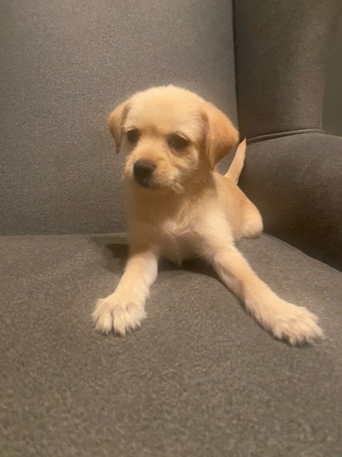 Jill- Charlie's Angels Litter