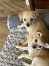 Jill- Charlie's Angels Litter