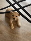 Jill- Charlie's Angels Litter
