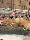 Jill- Charlie's Angels Litter