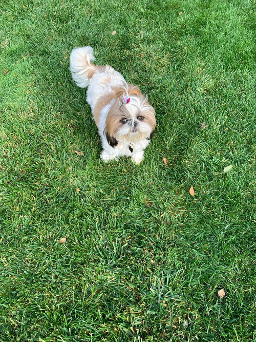 Rosie