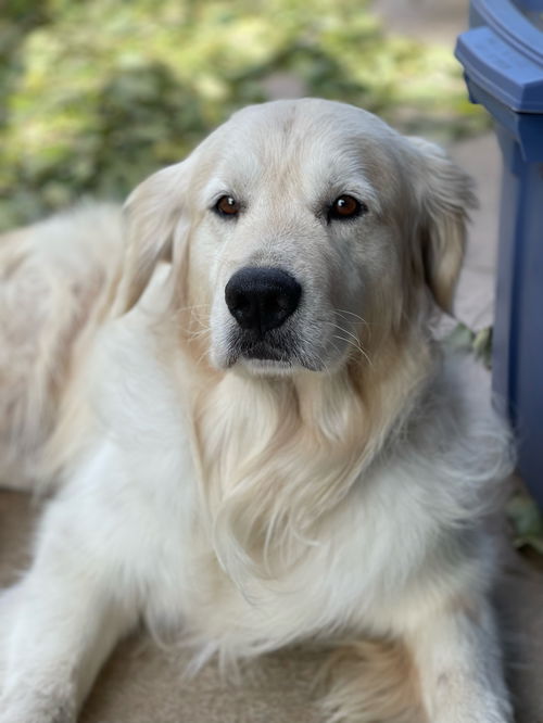 Rufo
