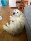 Rufo